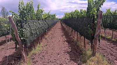 vineyard
