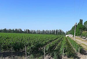 vineyard