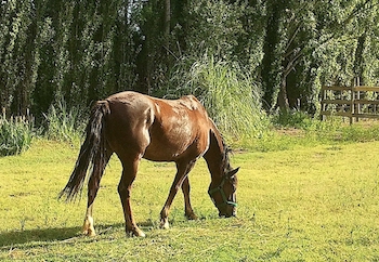 horse_vineyard
