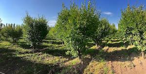 plum_orchard