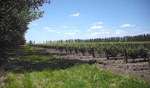 fine_wine_vineyard