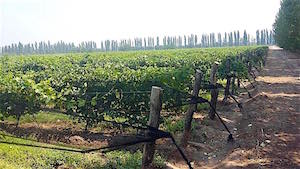 premium_vineyard