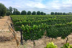 malbec_vineyard