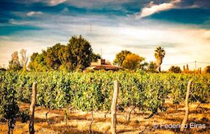 vineyard