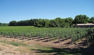premium-vineyard