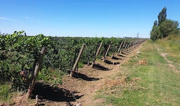 vineyard