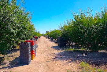 vineyard