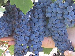 wine_grapes