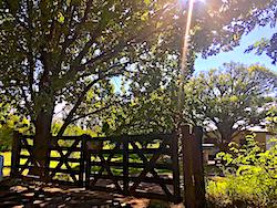malbec_vineyard