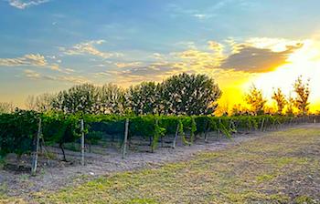 “vineyard-argentine”